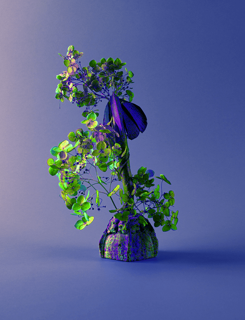 New Plant
