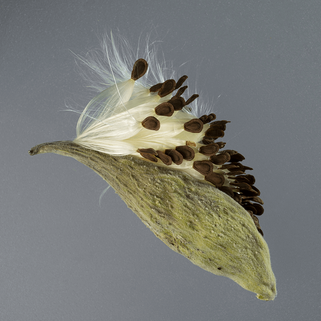 Milk Weed